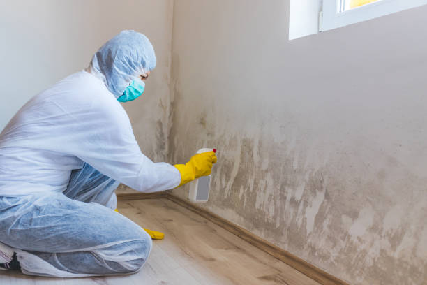 Black mold inspection in Villanova